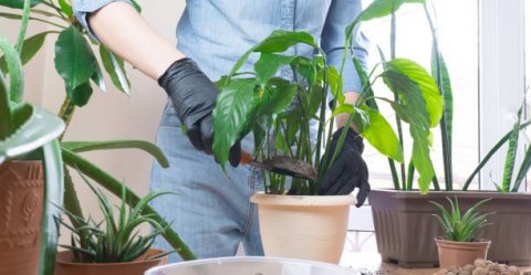 Ziemia uniwersalna Biovita do kwiatów DOMOWYCH ZIELONYCH ROŚLIN 5L