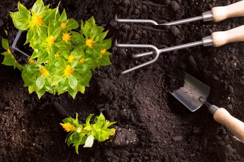 Obornik kurzy granulowany Optima naturalny NAWÓZ BIOVITA ROŚLIN WARZYW 10L