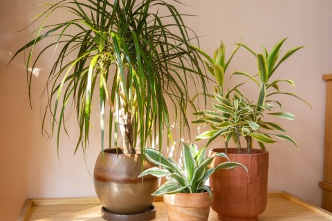 Ziemia Do Palm Juk Dracen Podłoże Do Roślin Zielonych Z Nawozem Biovita 5L