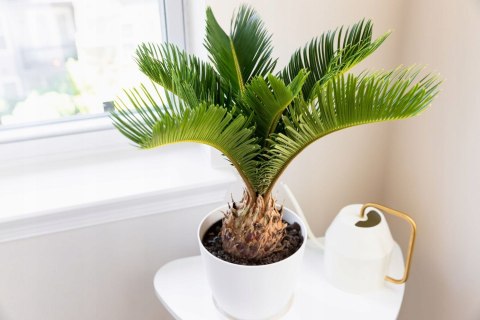 Ziemia Do Palm Juk Dracen Podłoże Do Roślin Zielonych Z Nawozem Biovita 5L