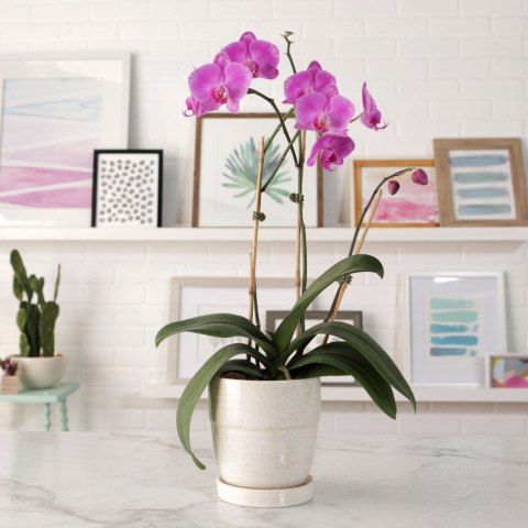 Ziemia Naturalne Podłoże Do Storczyków Orchidei 3L Biovita