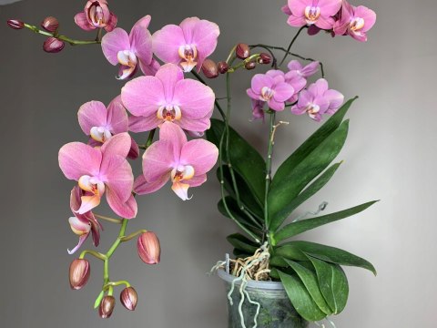 Ziemia Naturalne Podłoże Do Storczyków Orchidei 3L Biovita