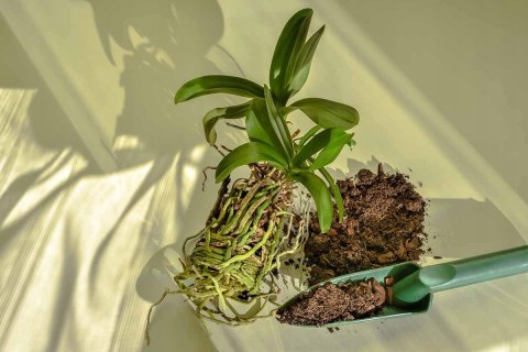 Ziemia Naturalne Podłoże Do Storczyków Orchidei 3L Biovita