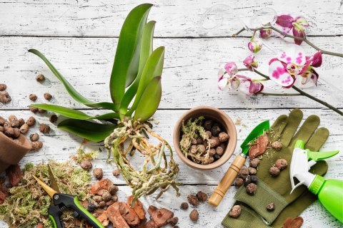 Ziemia Naturalne Podłoże Do Storczyków Orchidei 3L Biovita