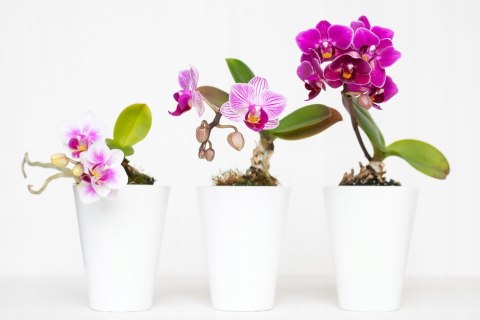 Ziemia podłoże do storczyków orchidei BIOVITA 3L