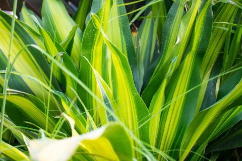 BIOVITA ZIEMIA PODŁOŻE WZBOGACONE DO PALM JUK DRACEN FIKUS Z NAWOZEM 20L