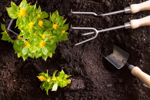 Obornik kurzy granulowany Optima naturalny NAWÓZ BIOVITA ROŚLIN WARZYW 10L
