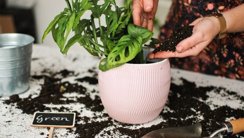 Ziemia Do Palm Juk Dracen Podłoże Do Roślin Zielonych Z Nawozem Biovita 5L