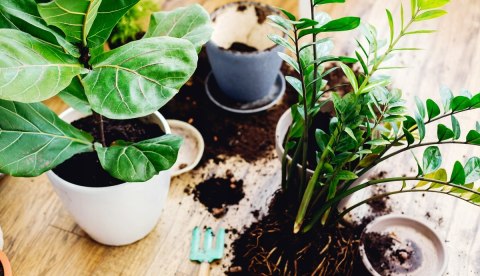 Ziemia Do Palm Juk Dracen Podłoże Do Roślin Zielonych Z Nawozem Biovita 5L