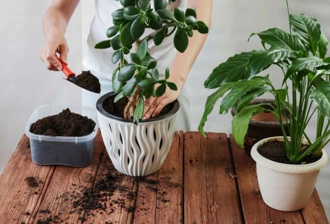 Ziemia Do Palm Juk Dracen Podłoże Do Roślin Zielonych Z Nawozem Biovita 5L