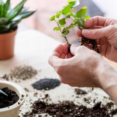 Ziemia Do Palm Juk Dracen Podłoże Do Roślin Zielonych Z Nawozem Biovita 5L