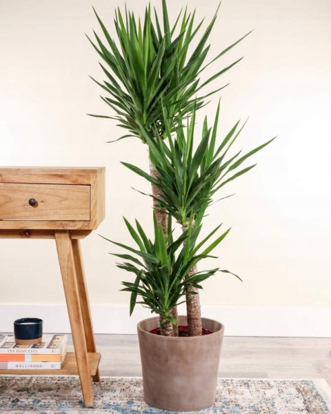 Ziemia Do Palm Juk Dracen Podłoże Do Roślin Zielonych Z Nawozem Biovita 5L