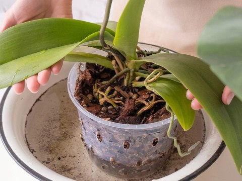 Ziemia Naturalne Podłoże Do Storczyków Orchidei 3L Biovita