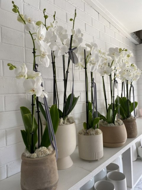 Ziemia Naturalne Podłoże Do Storczyków Orchidei 3L Biovita