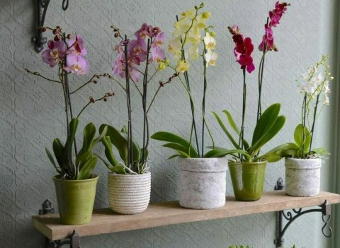 Ziemia Naturalne Podłoże Do Storczyków Orchidei 3L Biovita