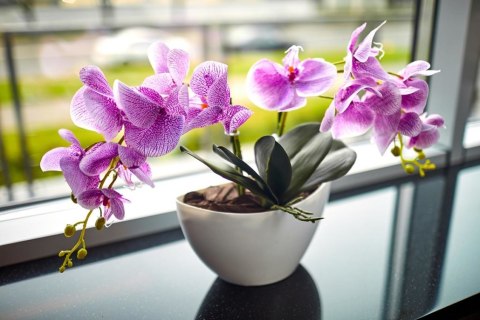 Ziemia Naturalne Podłoże Do Storczyków Orchidei 3L Biovita