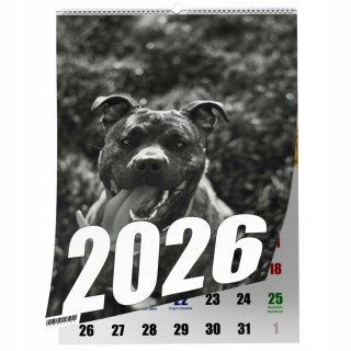 KALENDARZ PITBULL 13 ZDJĘĆ NA ŚCIANĘ A3 ŚWIĘTA NIEDZIELE HANDLOWE